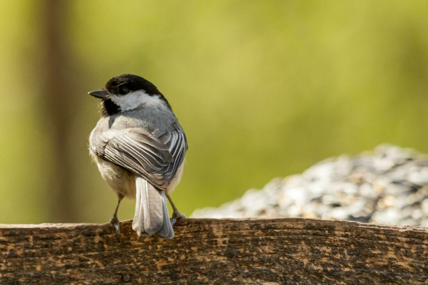 Carolina Chickadee im USA foto