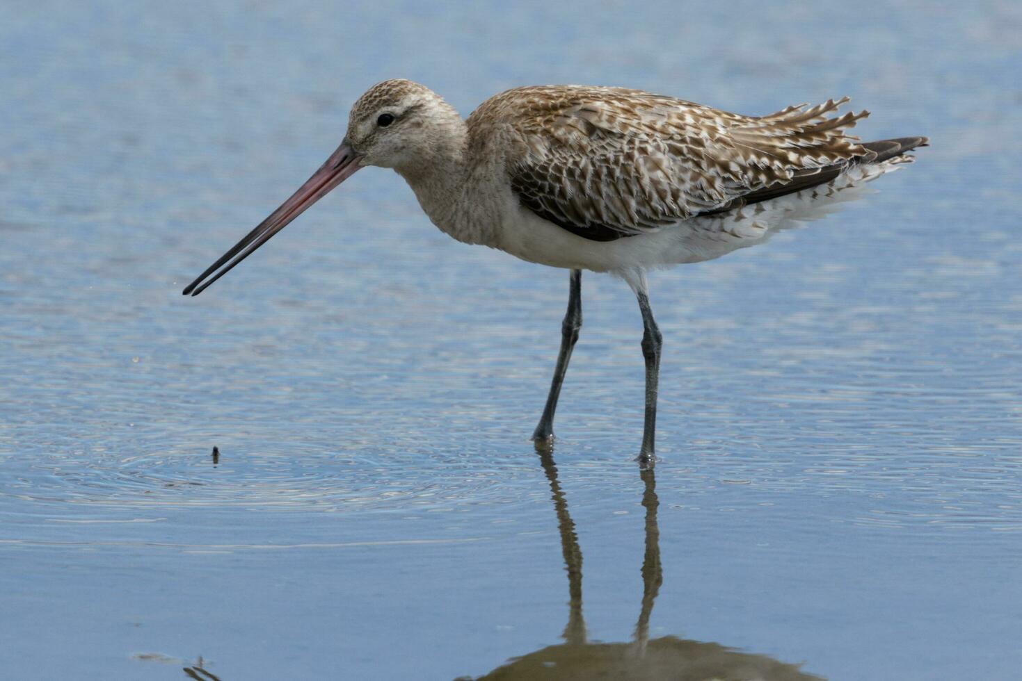 Bar-Tailed Pate im Australien foto