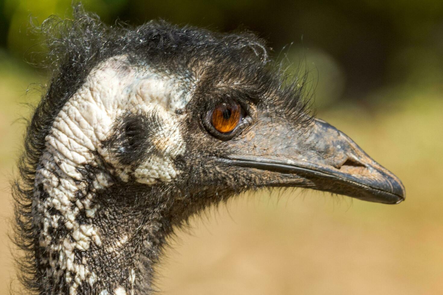 Emu endemisch Vogel von Australien foto
