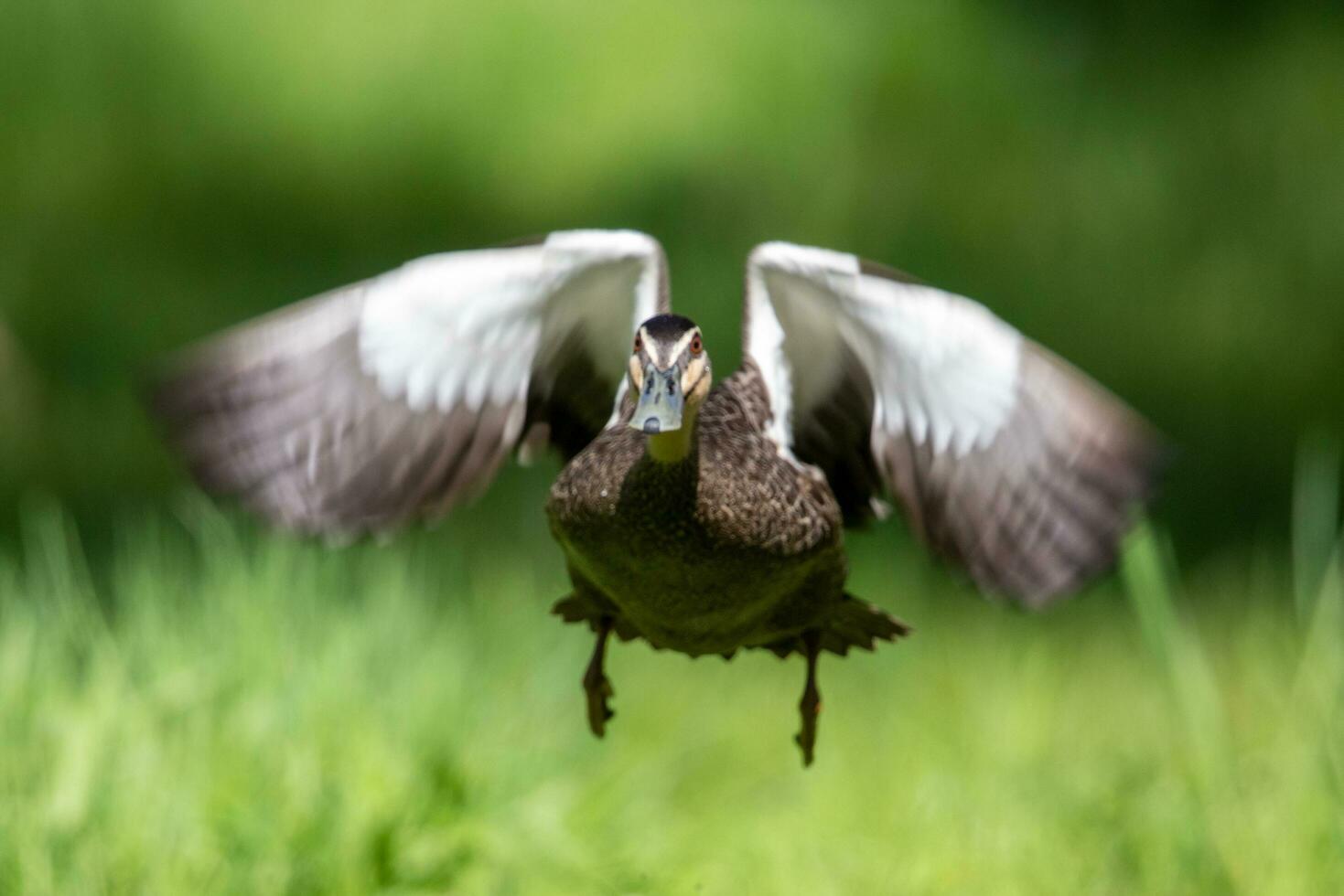 pazifische schwarze Ente foto