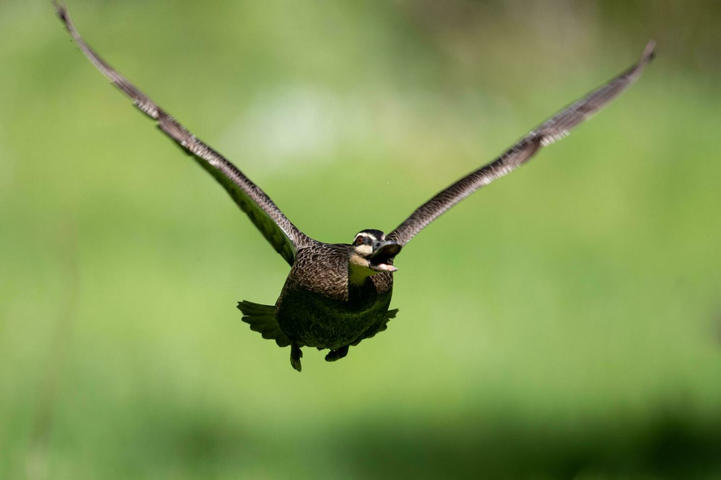 pazifische schwarze Ente foto