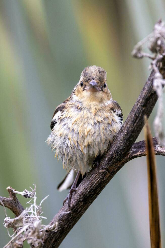 verbreitet Buchfink Vogel foto