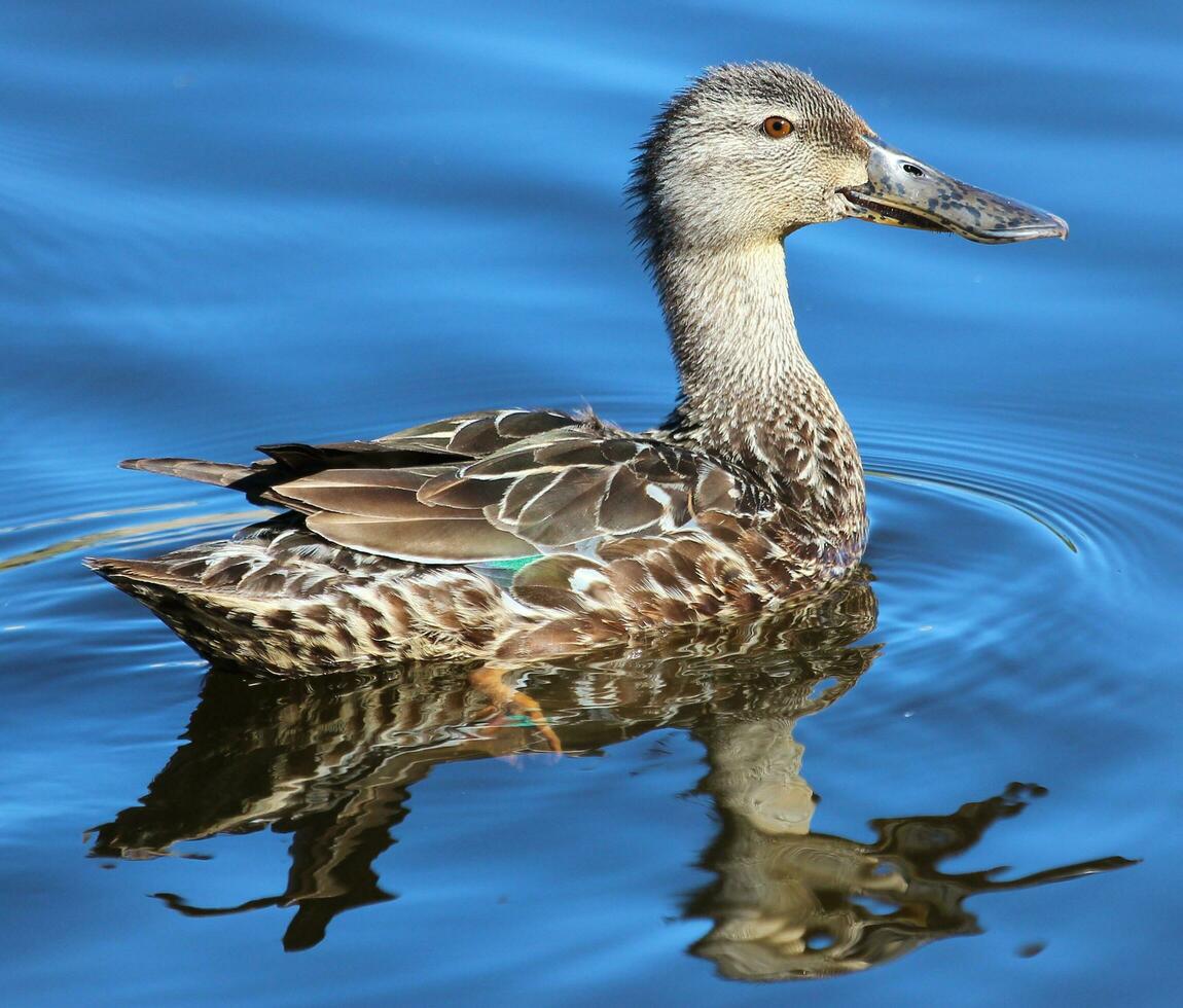 australasiatisch Löffelente Ente foto