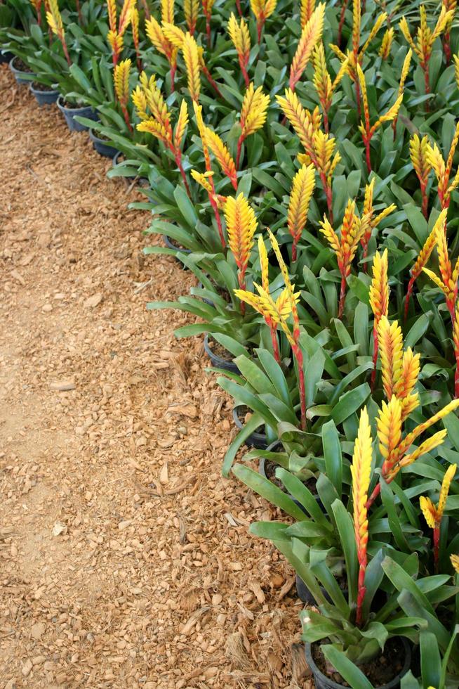 Weg mit Gartenblüten foto