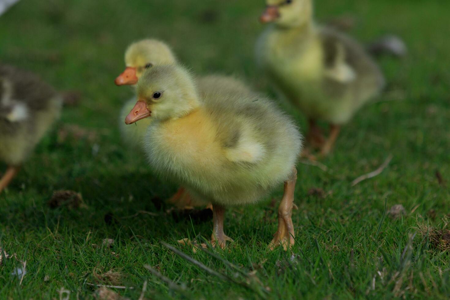 Graugans Gans im Australien foto