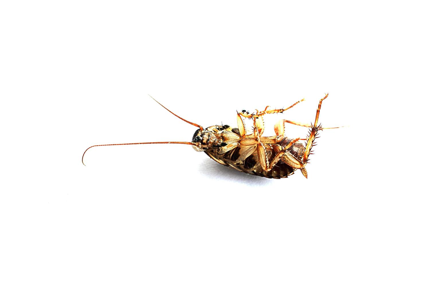 Ameisen töteten eine Kakerlake auf weißem Hintergrund foto