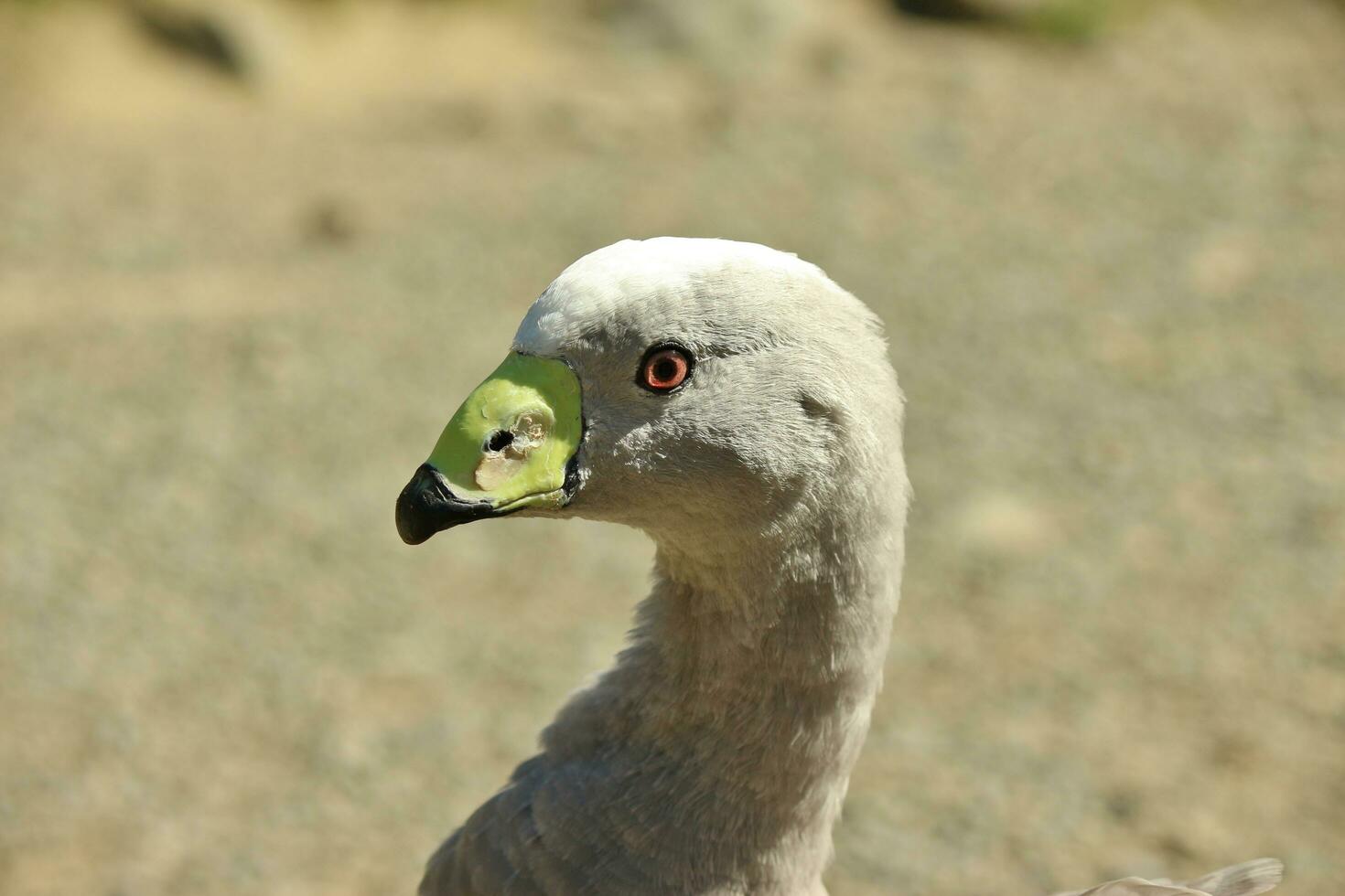 Kap unfruchtbar Gans im Australien foto