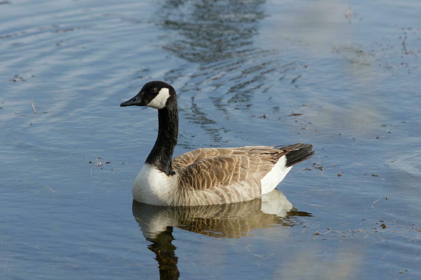 Kanada Gans im Australien foto