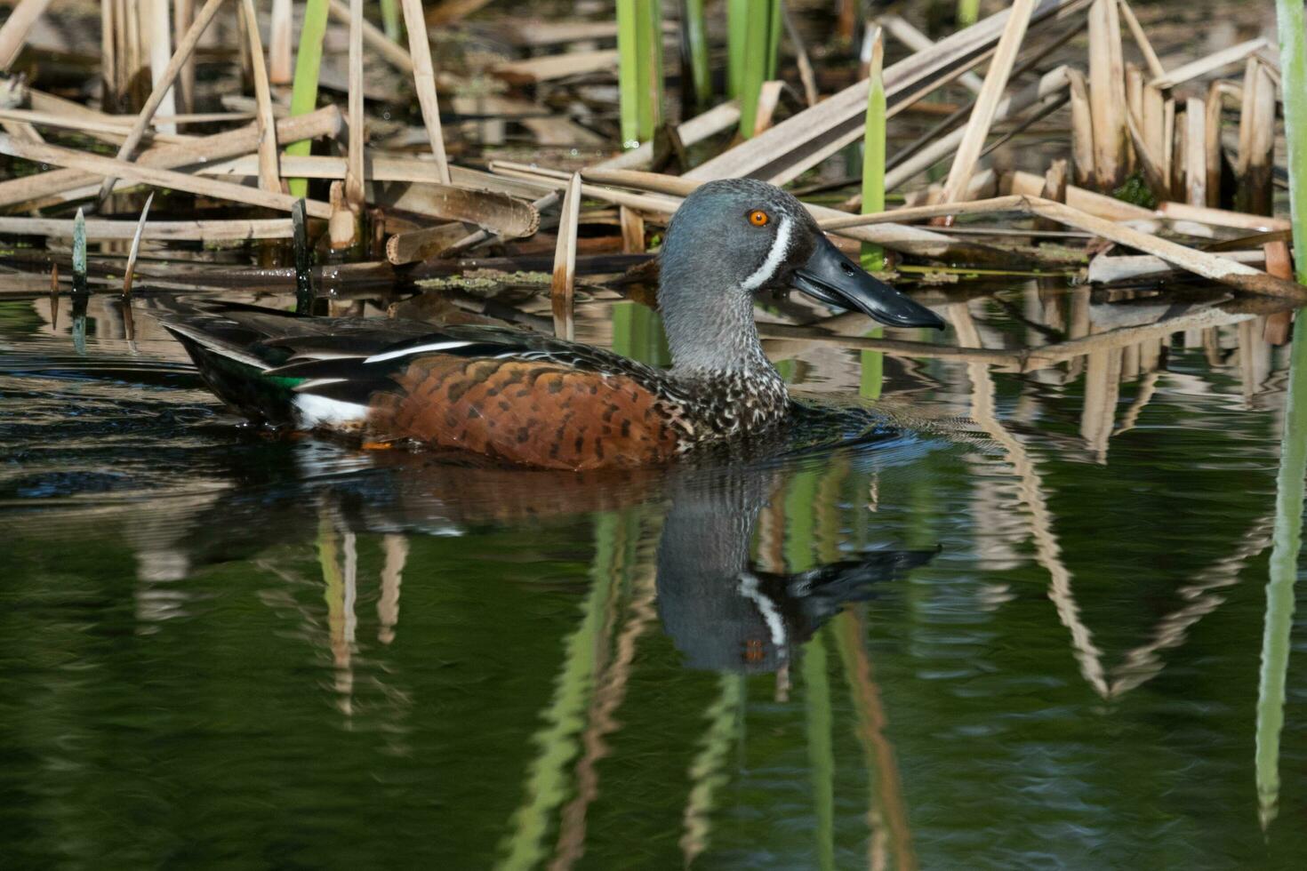 australasiatisch Löffelente Ente foto