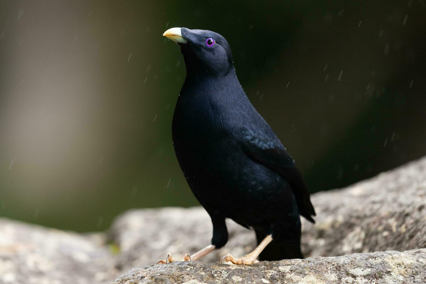 Satin- Laubvogel im Australien foto