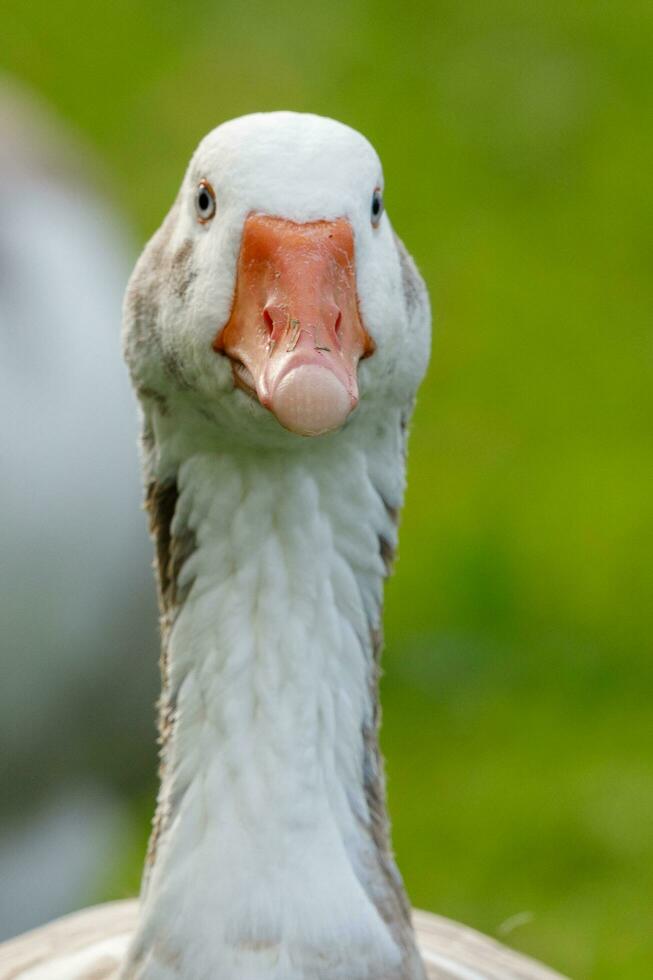 Graugans Gans im Australien foto