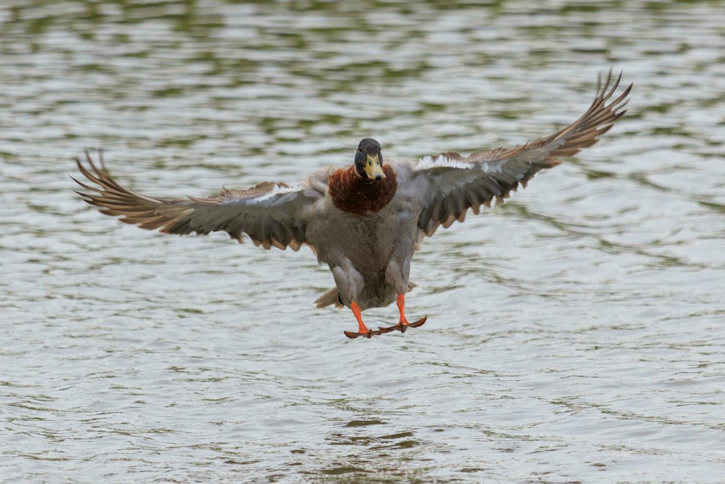 verbreitet Stockente Ente foto