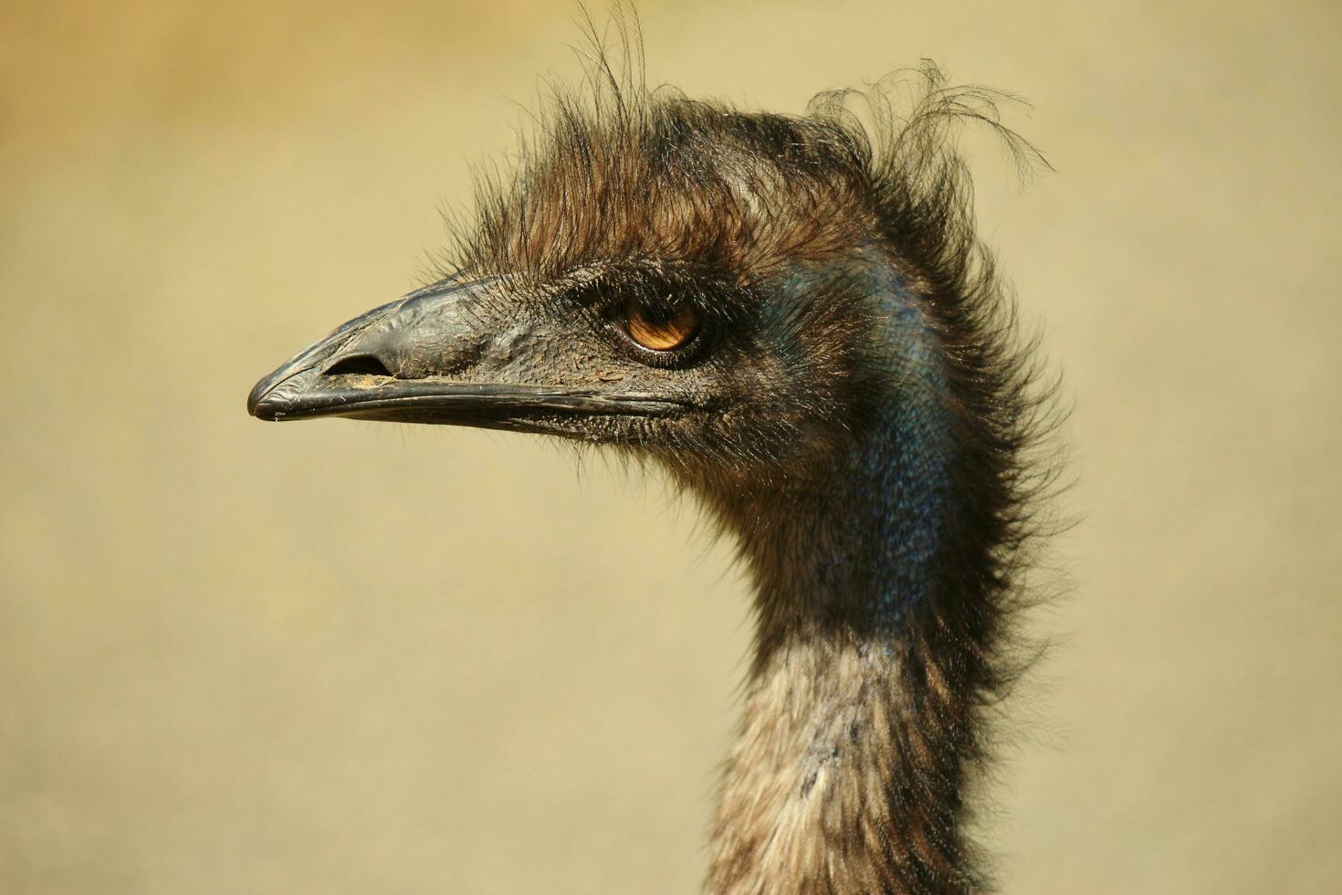 Emu endemisch Vogel von Australien foto