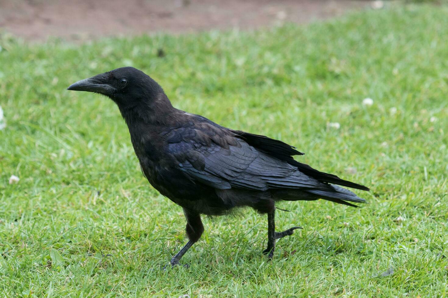 Aas Krähe im das Vereinigtes Königreich foto