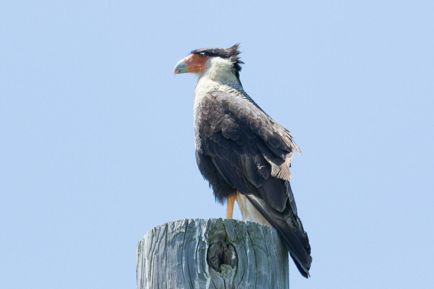 mit Haube Caracara im USA foto