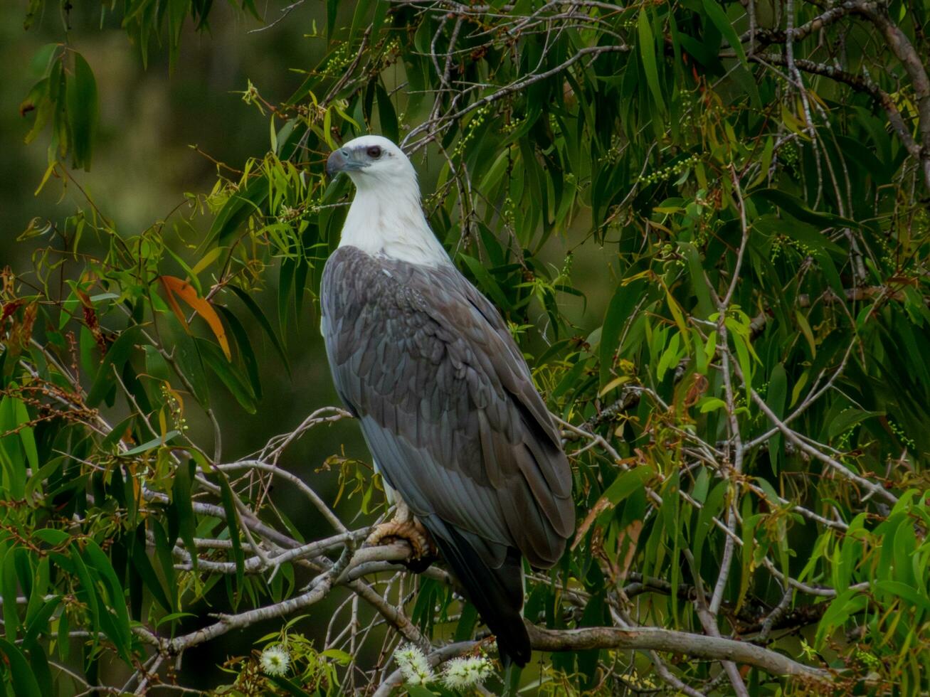 weißbauchig Meer Adler im Australien foto