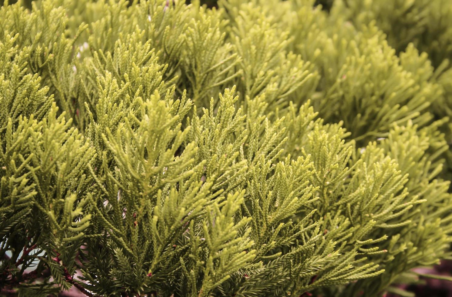 Kiefern Blätter Baum foto