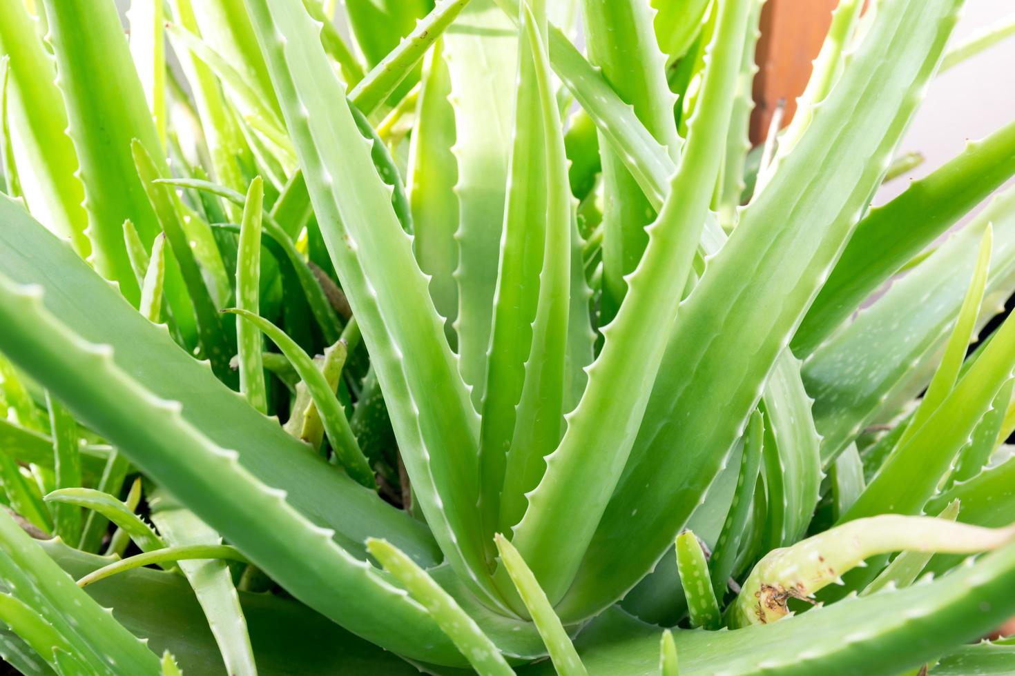 Aloe Vera in einem Topf foto