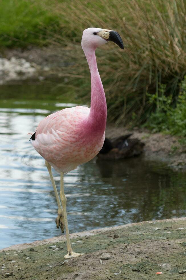 andean Rosa Flamingo foto