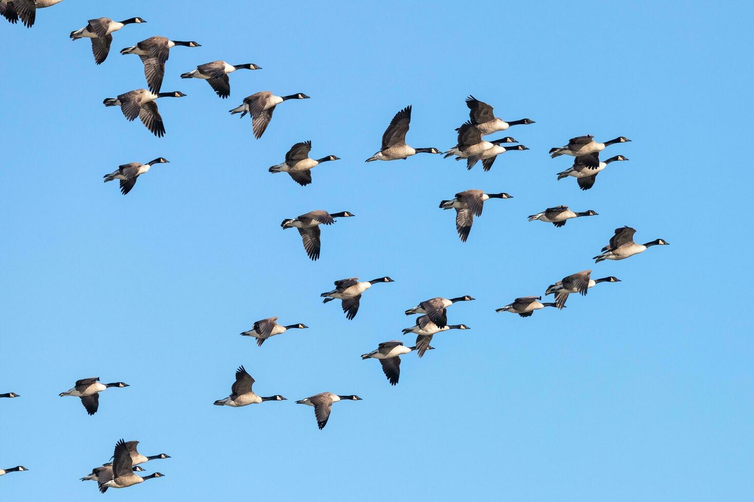 Kanada Gans im Australien foto