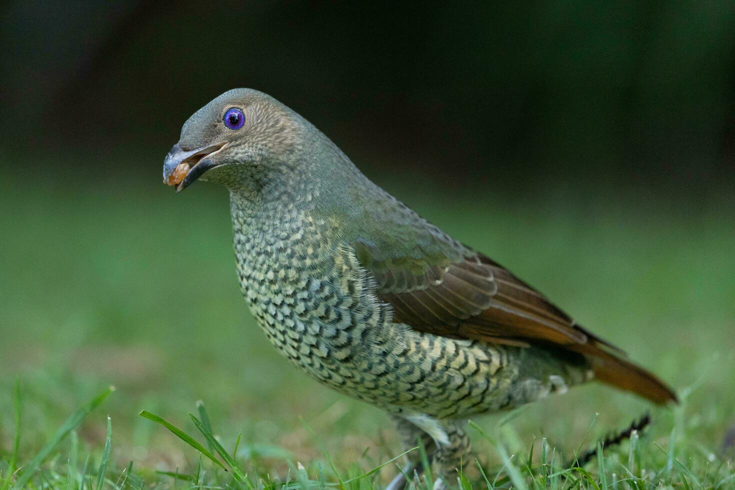 Satin- Laubvogel im Australien foto