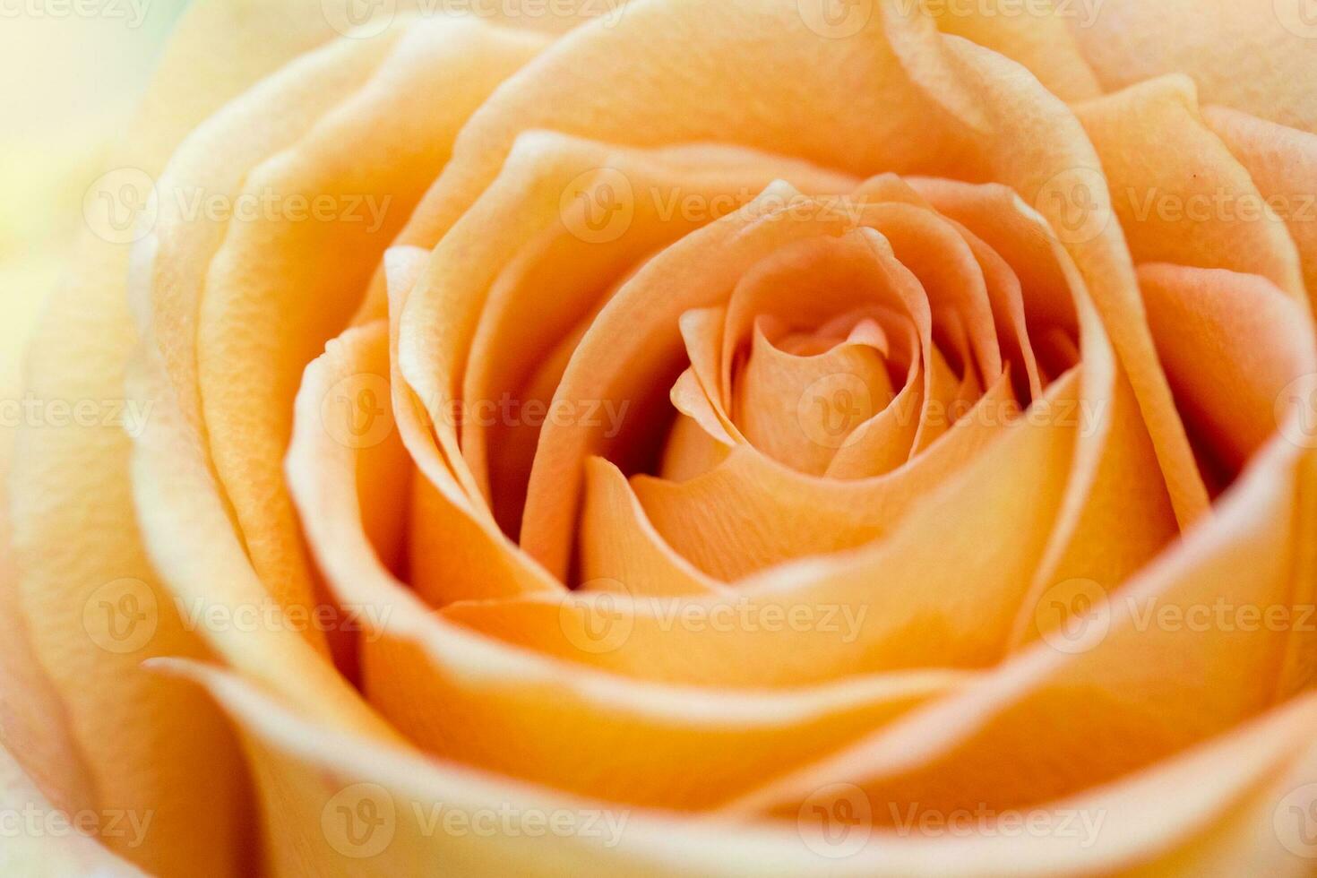 Orange Rose Knospe foto