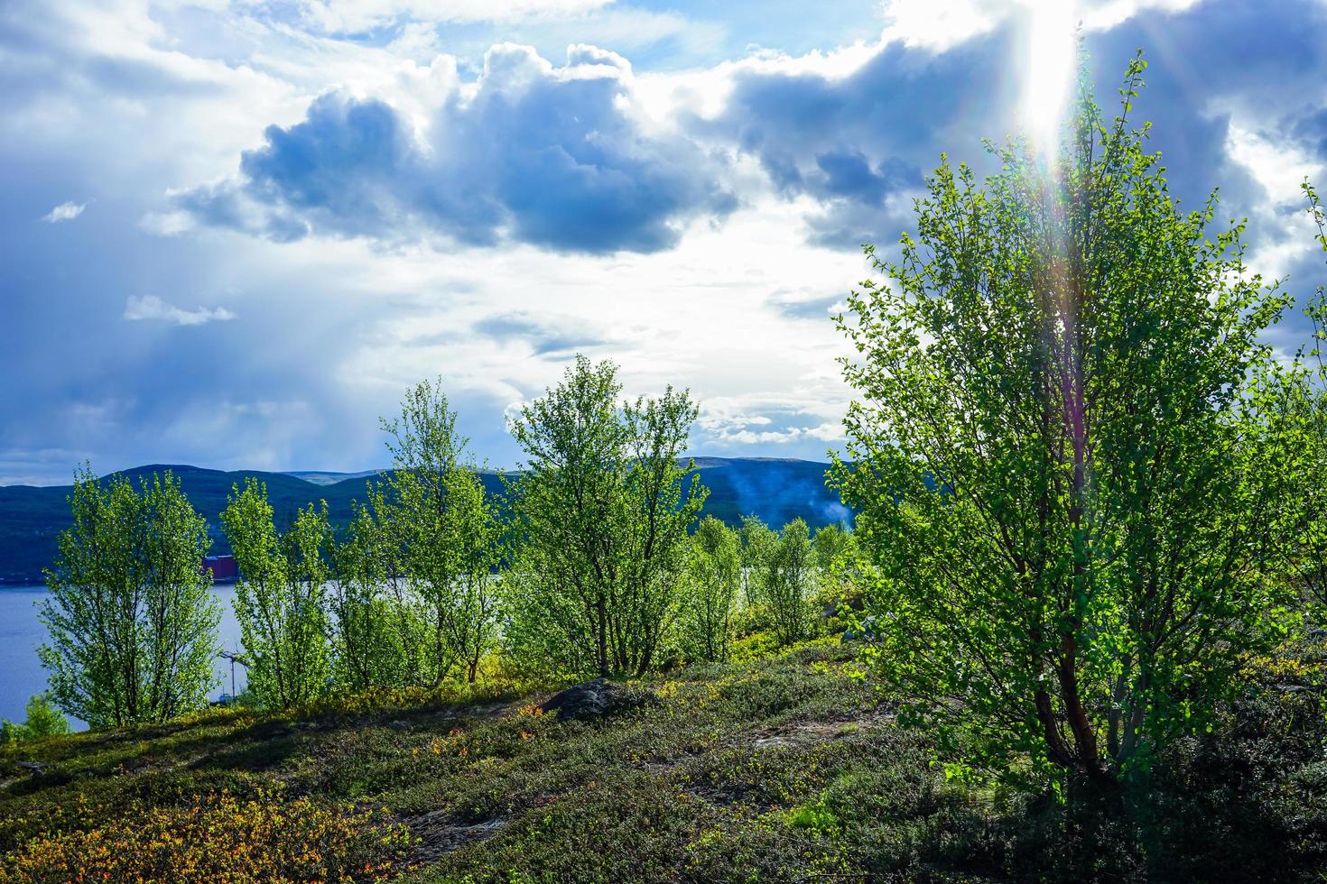 Naturlandschaft mit Bäumen und Vegetation in der Tundra foto