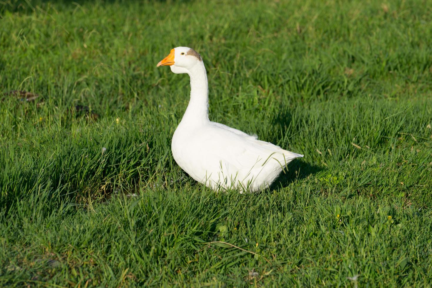 weiße Gans mit jungen Enten auf grünem Gras foto