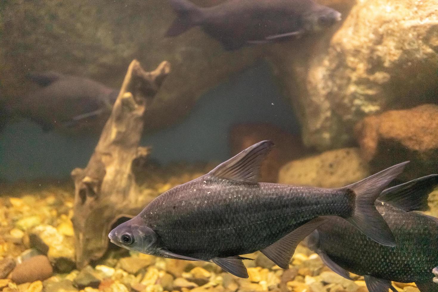 Aquarienfische auf dem Hintergrund von künstlichen Felsen und Vegetation foto