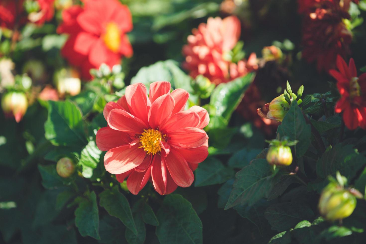 rote Dahlienblume, die auf einem grünen Hintergrund blüht foto