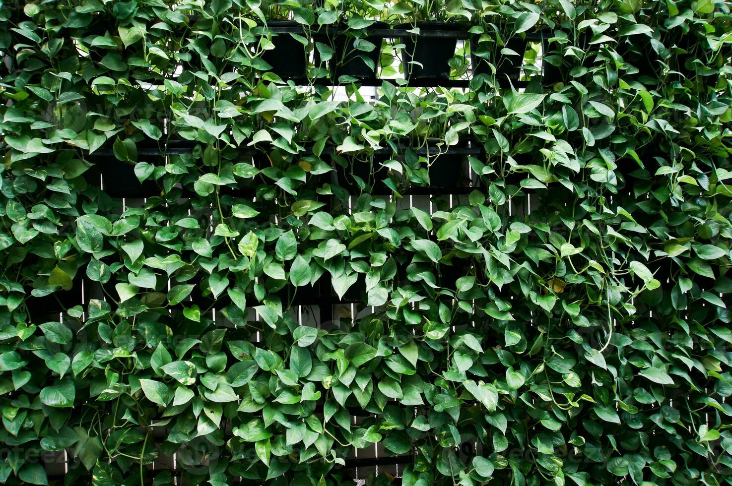 Natur Grün Klettern Pflanzen auf das Mauer Hintergrund. foto