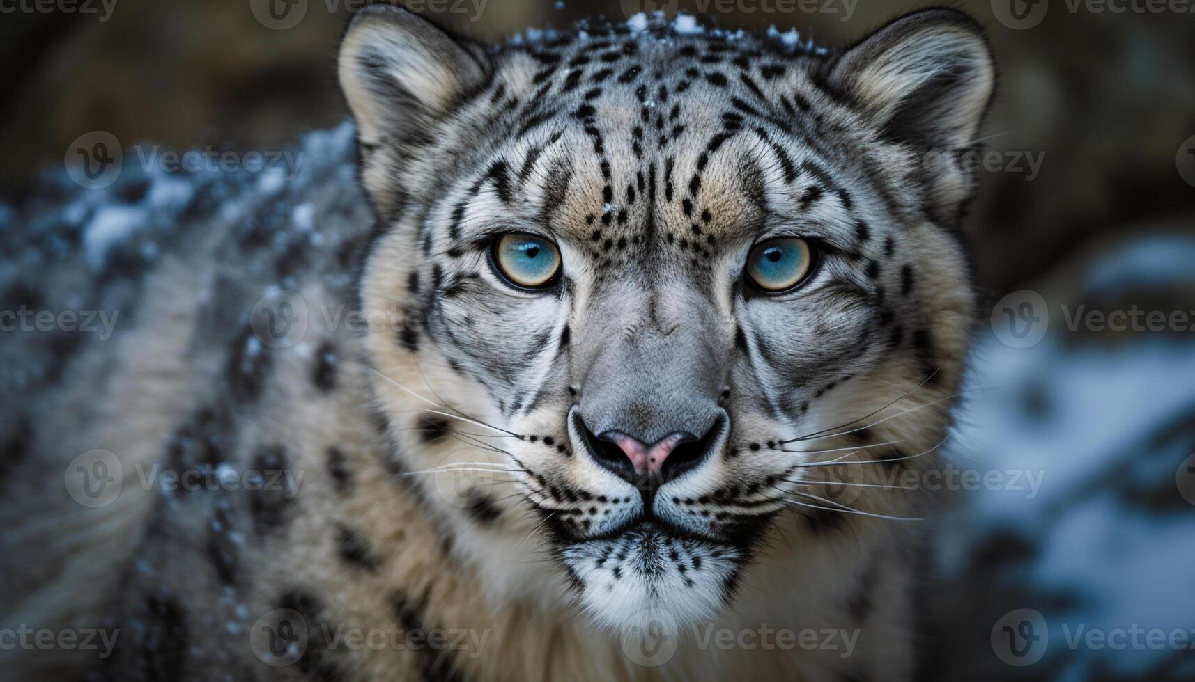 gefährdet Schnee Leopard starrt, majestätisch Schönheit im Natur Wildnis generiert durch ai foto