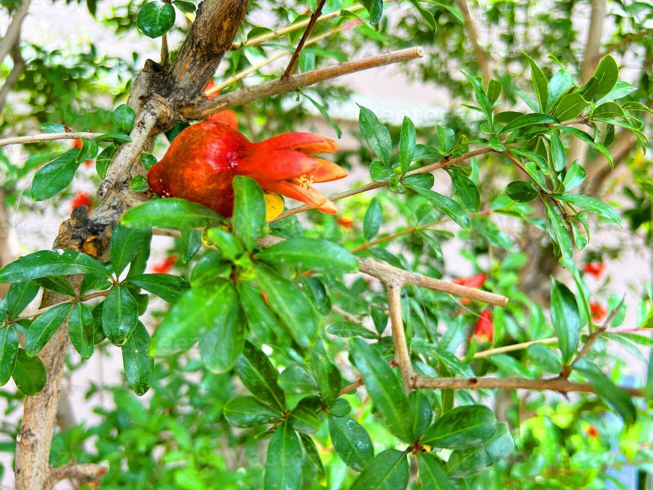 Granatapfel Baum mit Blumen, Granatapfel Hintergrund foto