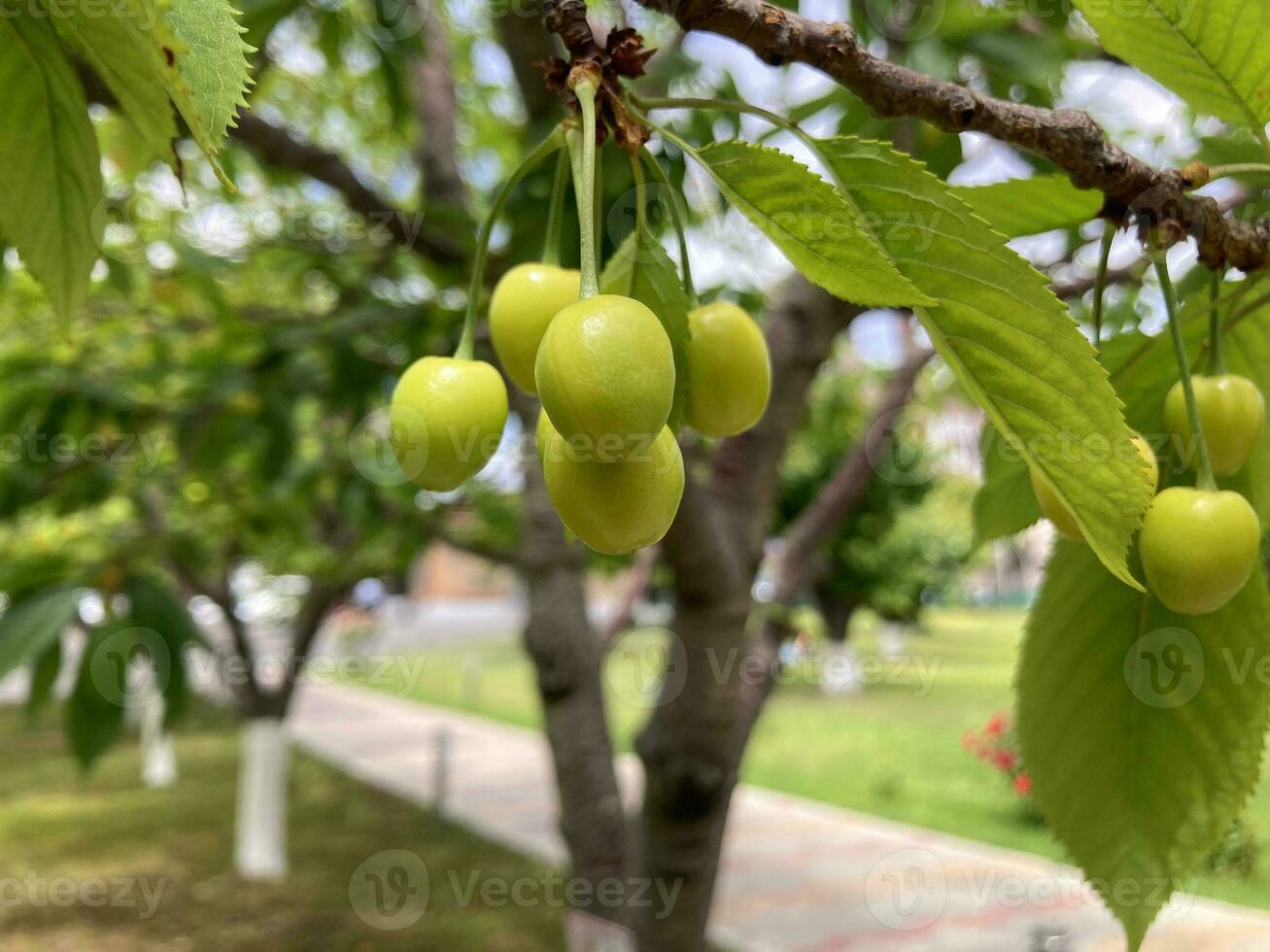 Kirsche Bäume mit Frucht. mit ein Nahansicht foto