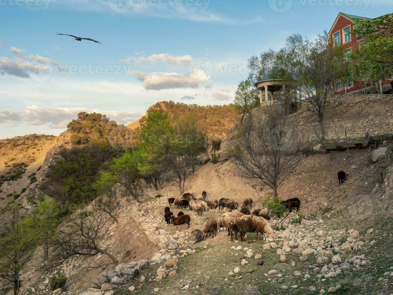 Landwirtschaft Schaf, Berg Tier Haltung. ein Herde von Schaf grasen hoch im das Berge im das Hintergrund von das Dorf. Dagestan. Russland. foto