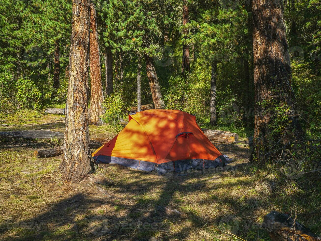 lebendig Orange Zelt unter Nadelbaum Bäume auf Sommer- Wald. Zelt unter Baum im Nadelbaum Wald auf Hang. Nahansicht von hell Orange Zelt im Berge. szenisch Berg Landschaft im Herbst foto