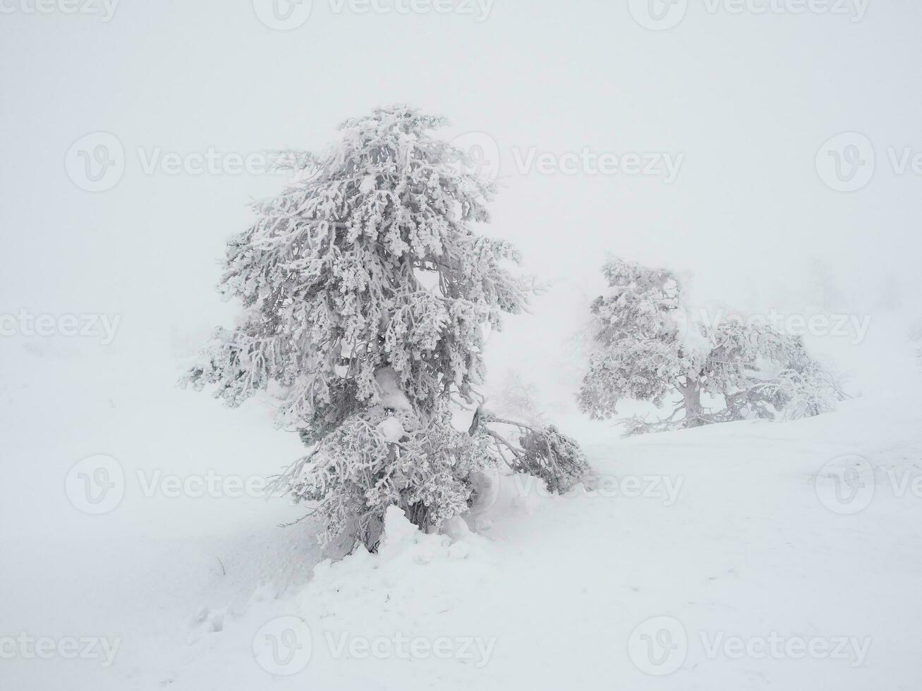 magisch bizarr Silhouetten von Bäume sind verputzt mit Schnee. Arktis hart Natur. ein mystisch Fee Geschichte von das Winter neblig Wald. Schnee bedeckt Weihnachten Tanne Bäume auf Berghang. foto