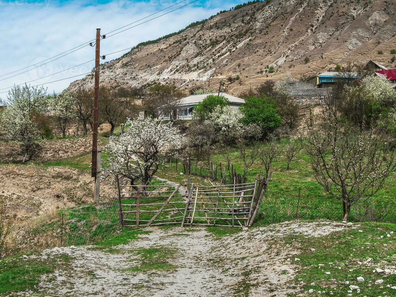Blühen Berg Garten im Frühling. Berg Dorf im Frühling Grün. malerisch ethnisch Häuser auf ein Berg Neigung. Dagestan. foto