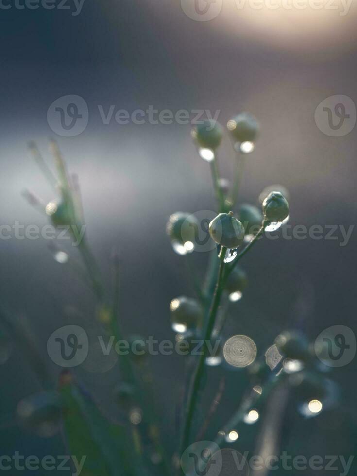 saftig Grün Gras auf Wiese mit Tropfen von Wasser Tau im Morgen Licht im Sommer- draußen Nahansicht. schön künstlerisch Bild von Reinheit und Frische von Natur foto