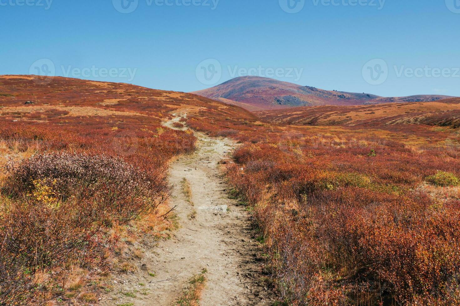 ein Route durch ein Herbst Berg Plateau mit niedrigwüchsig Sträucher. foto