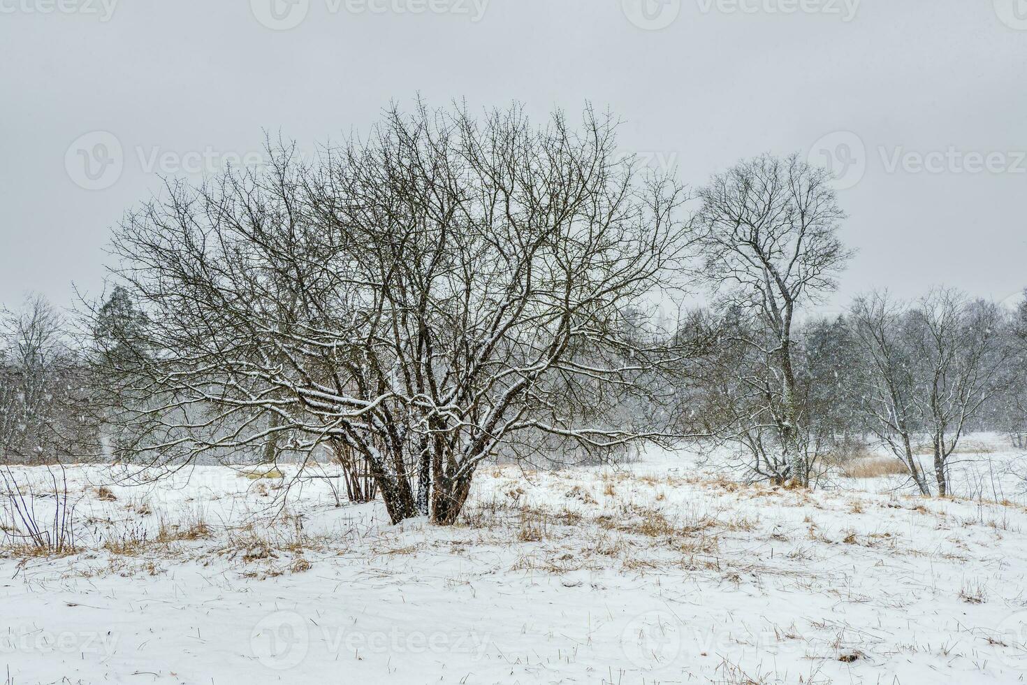 schneebedeckt Winter natürlich Hintergrund. Schneefall im das Winter Wald. Winter Schnee Park mit blattlos Bäume. foto