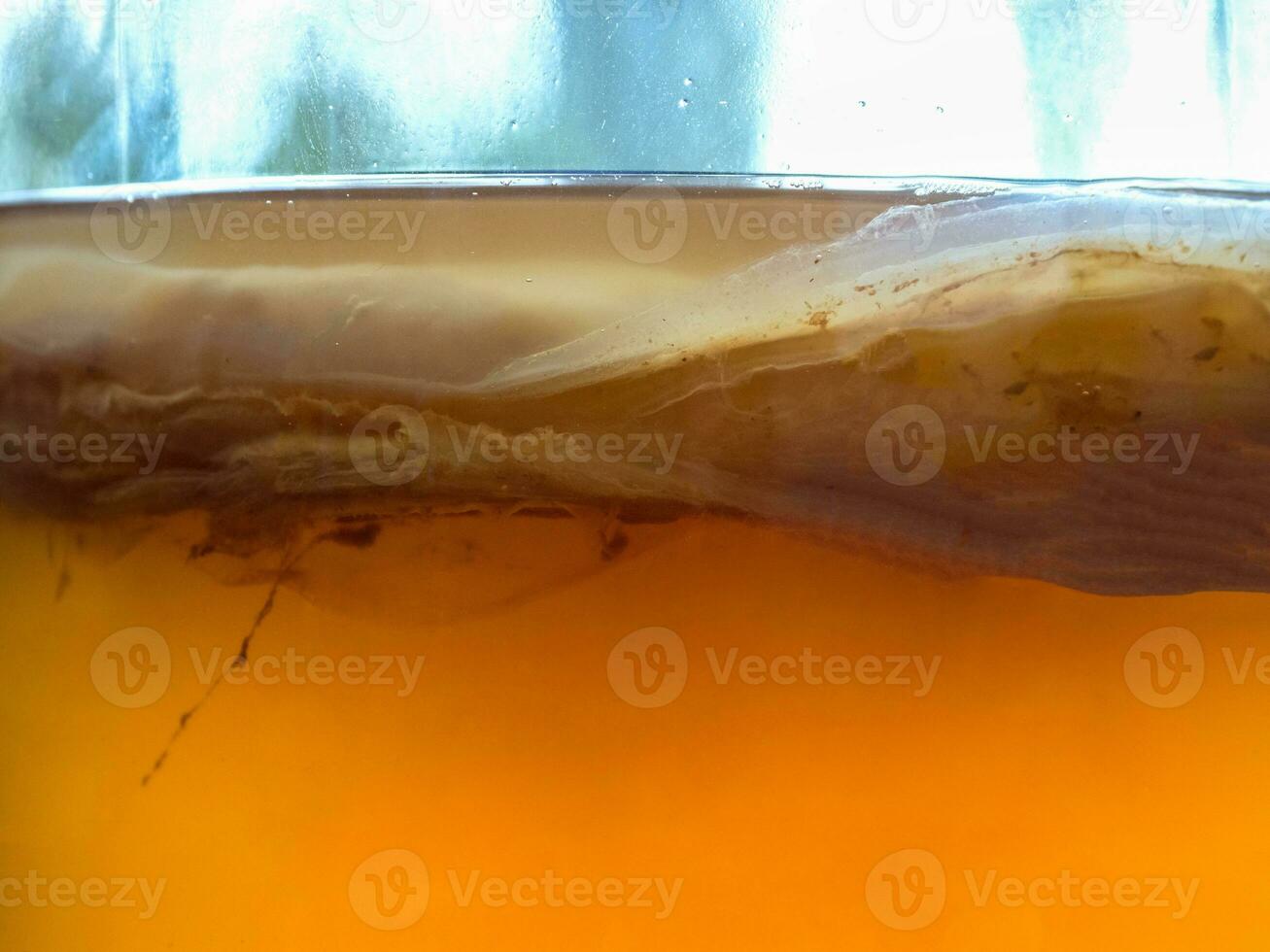 Kombucha schließen oben foto