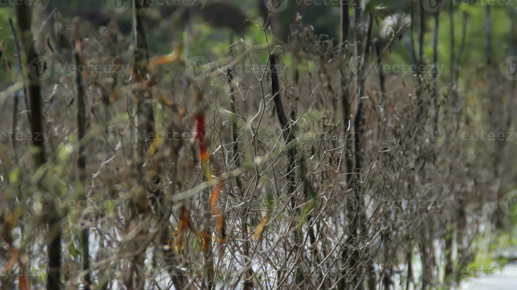 gereift Chili Plantagen Signalisierung das Zeit zum Neubepflanzung. erfasst das Wesen von ein erfolgreich Ernte Zyklus, bereit zum das Nächster Phase von Wachstum und Anbau. foto