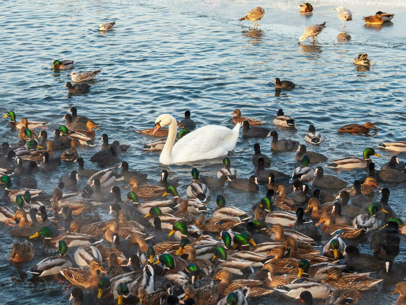 einer Weiß Schwan unter viele Enten auf das Teich. einer unter Fremde ist ein Konzept. foto