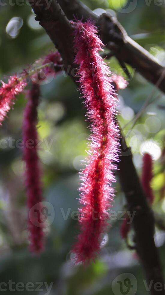 acalypha Hispida Anlage, ebenfalls bekannt wie das Chenille Pflanze oder rot heiß Katze Schwanz. Markieren es ist einzigartig Eigenschaften, eine solche wie das lang, verschwommen, rot Blumen Das ähneln ein flauschige Schwanz. foto