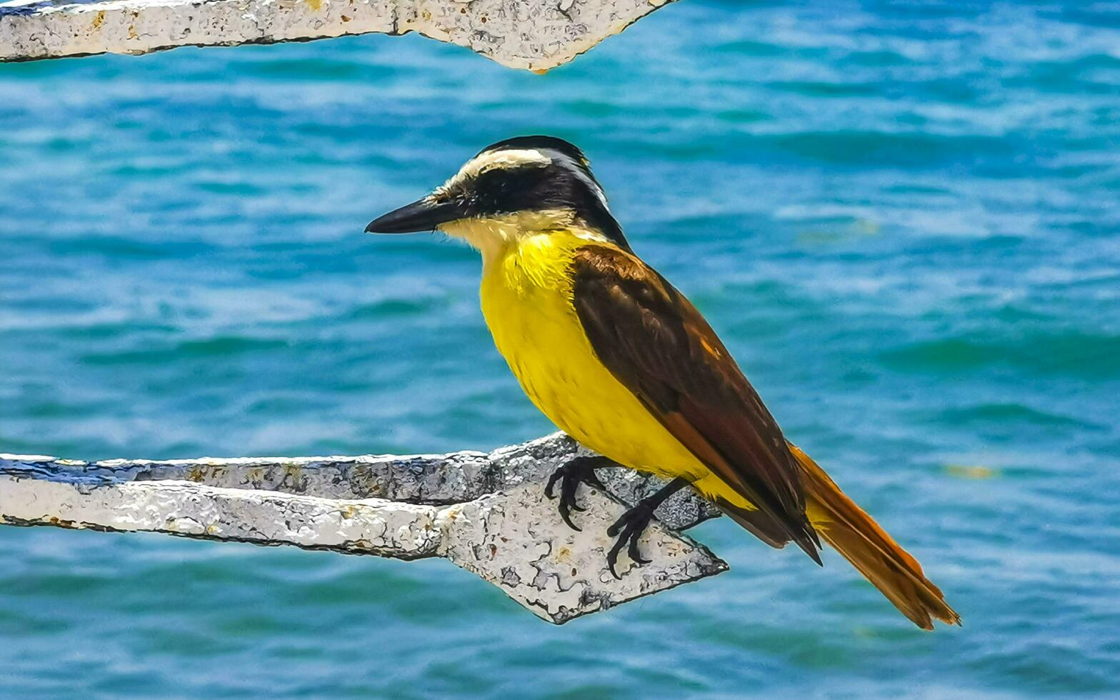 großartig kiskadee Sitzung auf Metall Geländer beim tropisch Karibik Meer. foto