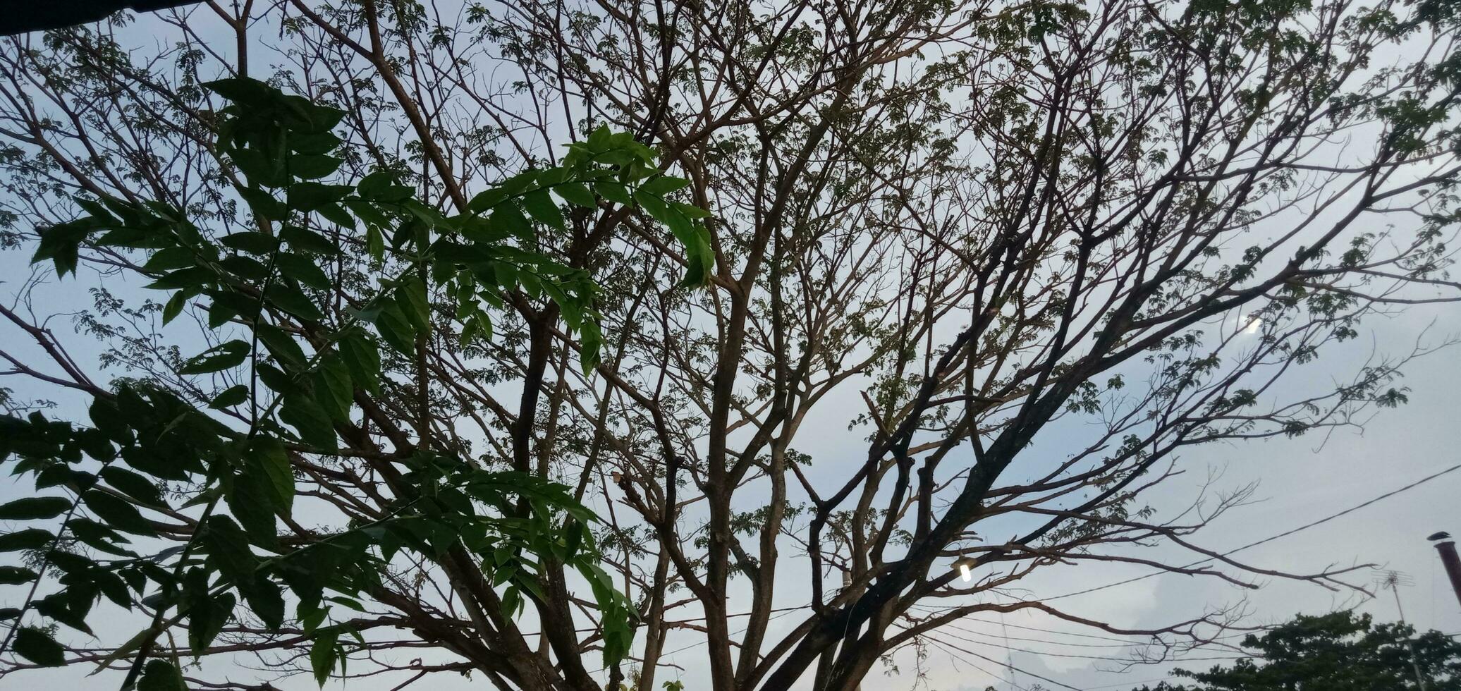 groß Baum Ast mit Himmel Hintergrund foto