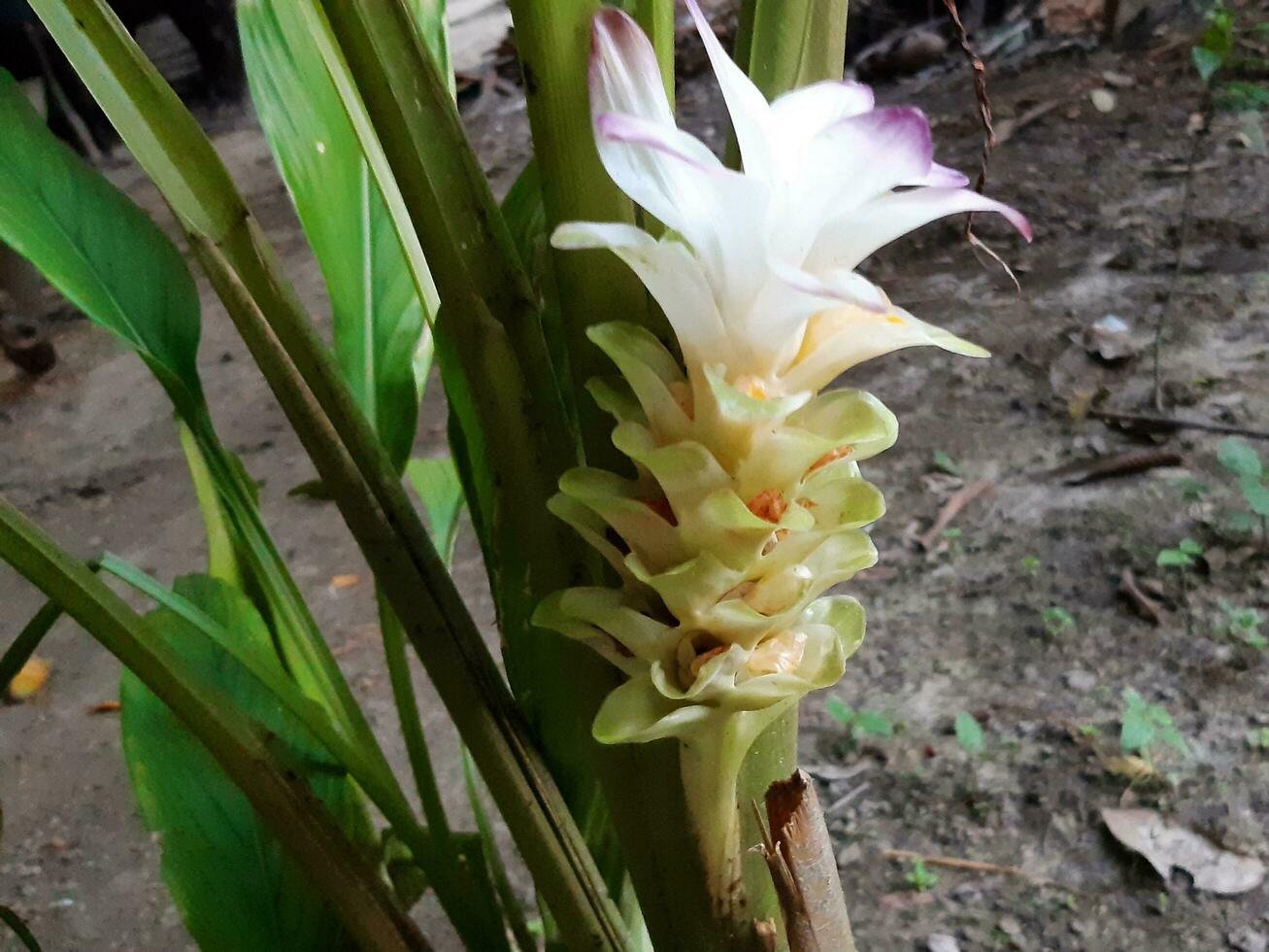 schön Blühen Blume im das Garten foto