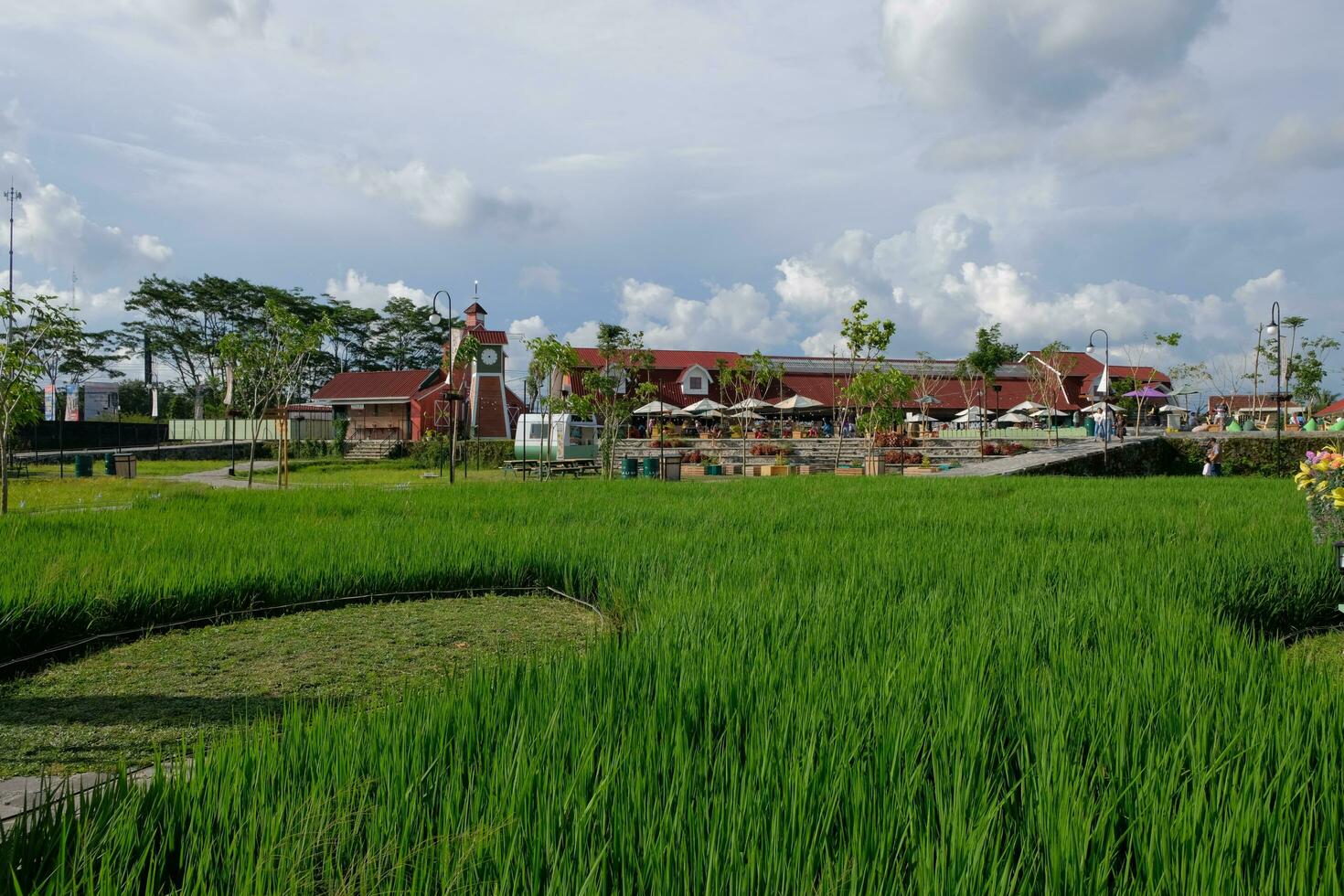 ländlich Reis Paddy Landschaft mit Grün Pflanzen und Bauernhof Haus gegen Blau Himmel foto