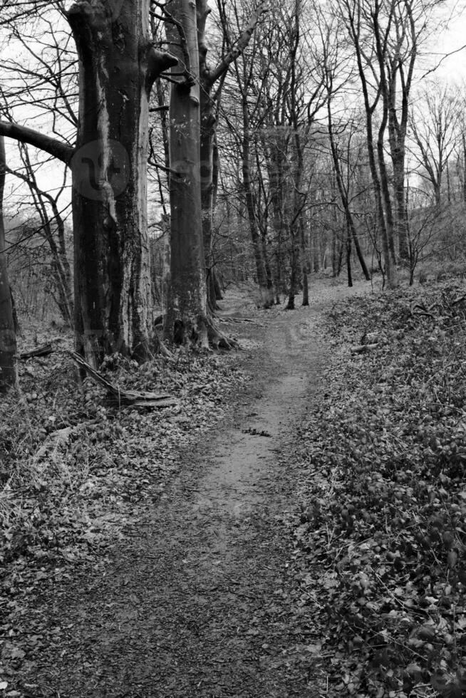 Fußweg im das Wald foto